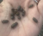200+ Live Pill Bugs Roly Poly Isopod Terrarium Cleaner Bioactive Up Crew. Fixed Price $49.99.