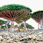 10 Dragon's Blood Tree Seeds (dracaena Draco) Exotic Canary Island Palm Bonsai. Fixed Price $9.45.