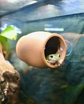 Gecko Frog Wall Cave Hide Hammock Decor Amphibian Reptile Tank Enrichment. Fixed Price $19.99.