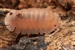 Cubaris Sp. 'sakura' Isopod - Bioactive Clean Up Crew Choose Your Count. Fixed Price $50.00.