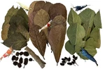 Awesome Aquatic Shrimp Combo Kit 10 Each Catappa, Mulberry And Dadap Leaves, .... Fixed Price $31.67.