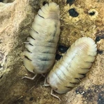 Factory 12+ Cubaris Sp. Albino Red Edge Isopods Bioactive Terarrium. Fixed Price $99.95.