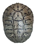 Pond Turtle Shell (7-8 Inches) (natural Bone Quality A) Eared Slider Real. Fixed Price $48.39.