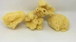 4 Pack Jumbo Hermit Crab Sea All Natural Sponges Awesome Aquatics Usa. Fixed Price $12.99.