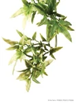 Exo Terra Jungle Plant - Croton Small. Fixed Price $7.99.
