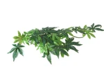(2) Pack Exo Silk Style Jungle Terrarium Plant Abutilon Hanging Medium. Fixed Price $14.97.