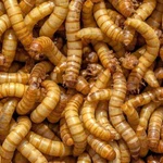 Live Giant Bearded Dragon Feeders -reptile Lizard Food. Fixed Price $21.99.